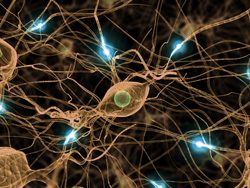 Нервная система: функции и роль