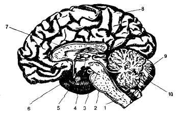 мозга,мозг,центры,спинного,нервной