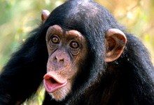 Шимпанзе названы альфа-самцами среди человекоподобных приматов