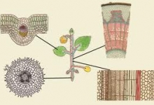 ткани,клетки,растений,клеток,растения