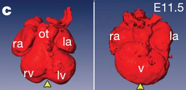 Расшифрован молекулярный механизм превращения трехкамерного сердца в четырехкамерное
