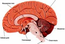 За агрессивность и секс отвечают одни и те же клетки головного мозга