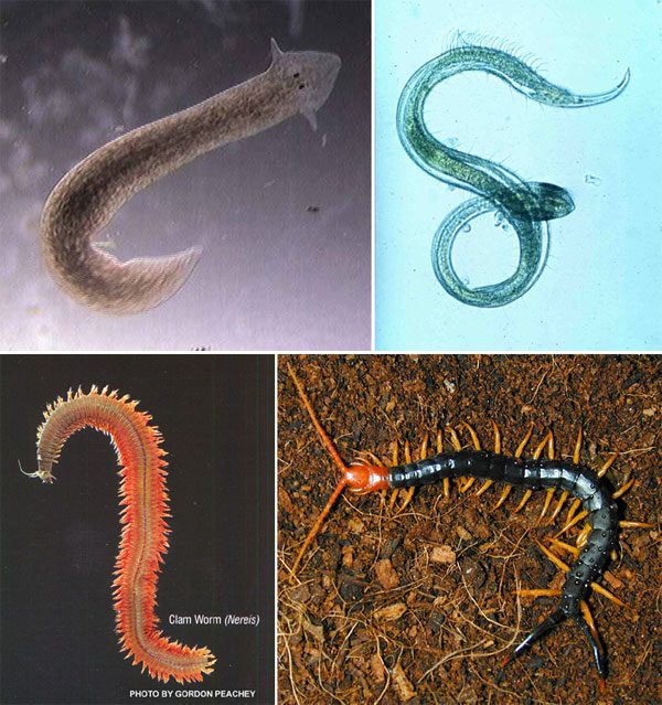 животных,черви,целом,данных