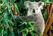 Австралийские коалы на грани вымирания