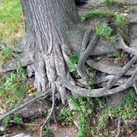 Органы растений : корень