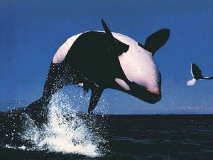 Может ли китобойный промысел привести к исчезновению водорослевых лугов?