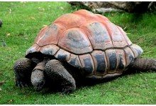Гигантские черепахи спасли хурму