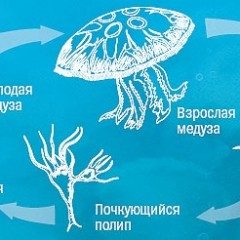 Медузы могут вытеснить рыб и править в Мировом океане