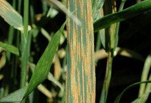 Раскрыты структура и функции генов, защищающих пшеницу от ржавчины