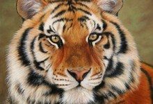 Амурские тигры оказались на грани исчезновения