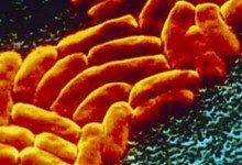 Ученые доказали, что у бактерий есть чувство обоняния
