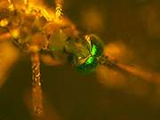 Британские ученые вывели комара с зелеными глазами, уничтожающего малярийных сородичей
