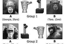Шимпанзе копируют действия своих успешных сородичей