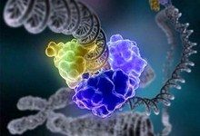 Ученые выявили белок, отвечающий за старение человека