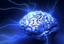 Человеческий мозг достиг апогея своей эволюции