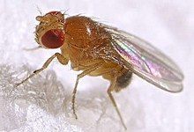 На эволюцию насекомых влияют бактерии