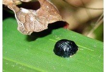 Создано приспособление, имитирующее способность жука Hemisphaerota cyanea приклеиваться к листьям