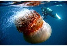 Ученые предсказывают массовое распространение медуз