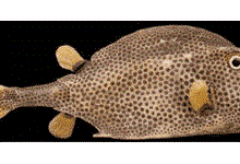 Комбинаторная геометрия рыб, или то, чего не заметили ихтиологи