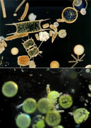 У фитопланктона соотношение размера и численности то же, что и у млекопитающих