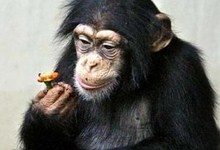 Ученые доказали, что у шимпанзе есть своя культура