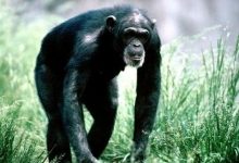 В случае опасности шимпанзе не просто предупреждают об этом своих собратьев