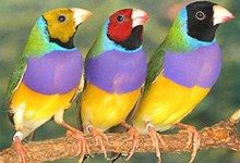Цветные птицы подтвердили животный страх перед красным