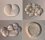 Нужны ли эмбрионам гены?