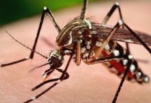 Малярийных комаров привлекает микрофлора кожи человека