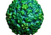 Расшифрованы геномы всех известных риновирусов  возбудителей простуды