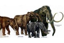 Эволюция животного мира станет заметной через несколько поколений