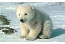 Неужели белые медведи произошли от бурых?