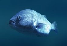 Влияет ли свет на смену пола у рыб